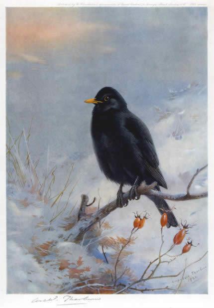 Archibald Thorburn Winter Blackbird